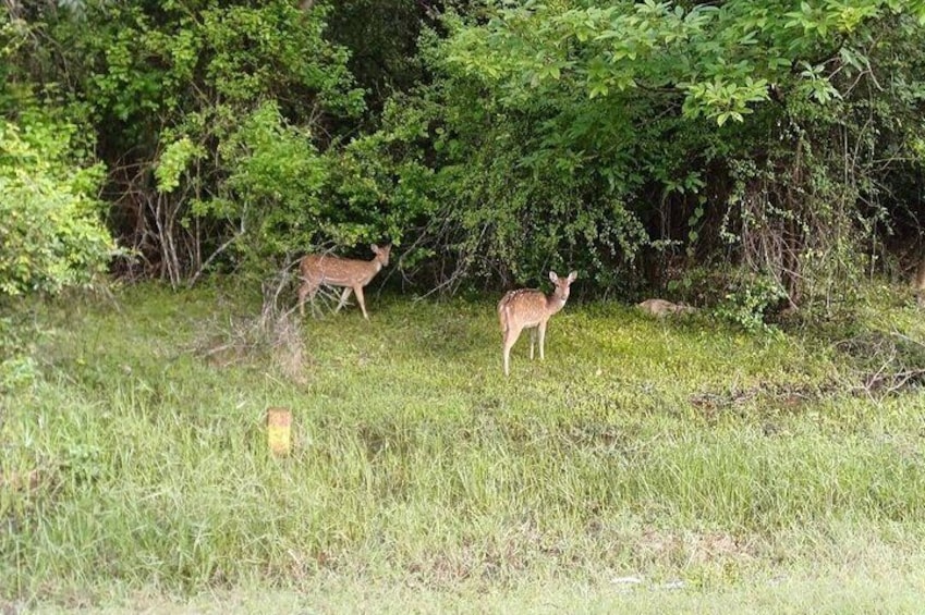 Minneriya National Park Safari