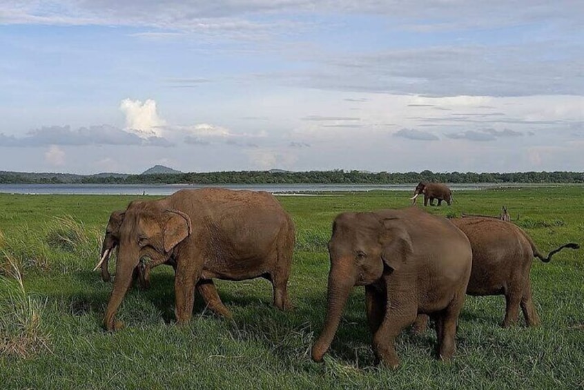 Minneriya National Park Safari