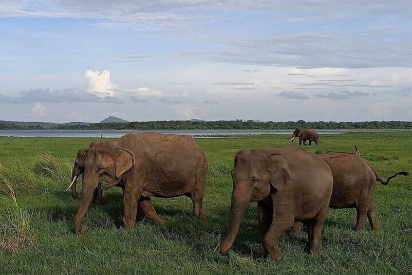 Minneriya National Park Safari