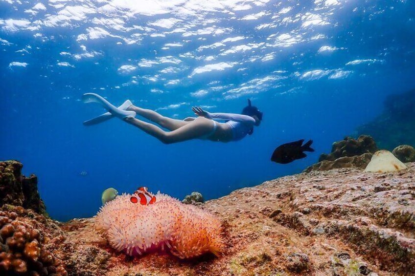 Nemo Island and Big Buddha Mountain Snorkeling from Bangkok 