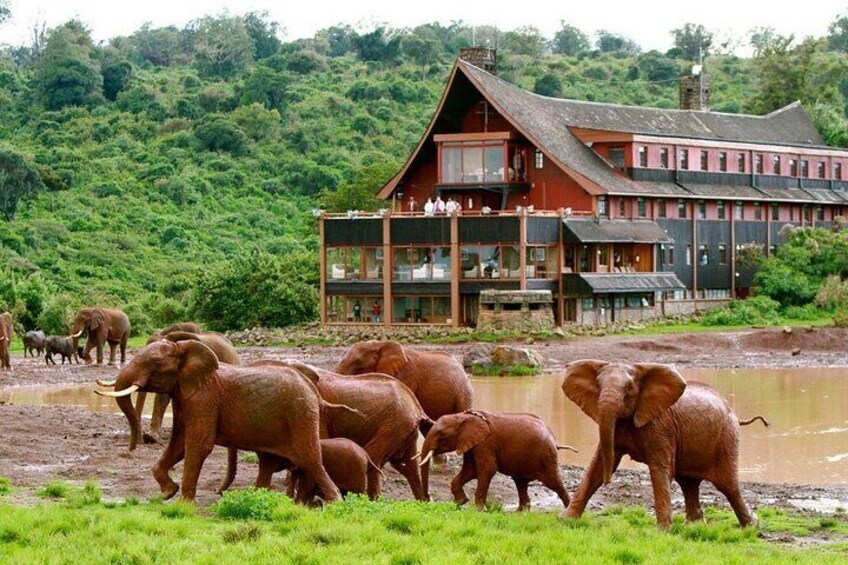 7 Days Samburu Aberdare Lake Nakuru and Masai Mara Luxury Safari