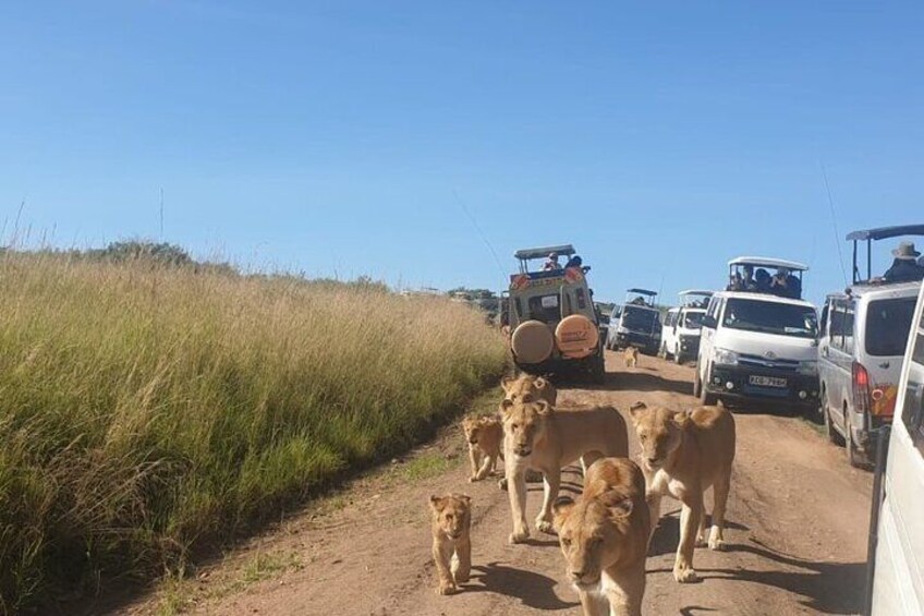7 Days Samburu Aberdare Lake Nakuru and Masai Mara Luxury Safari