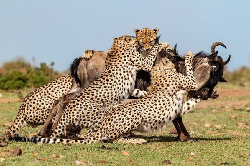 7 Days Samburu Aberdare Lake Nakuru and Masai Mara Luxury Safari