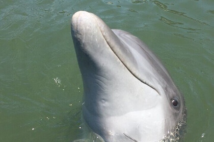 Private Dolphins and Daufuskie Island Stop Tour