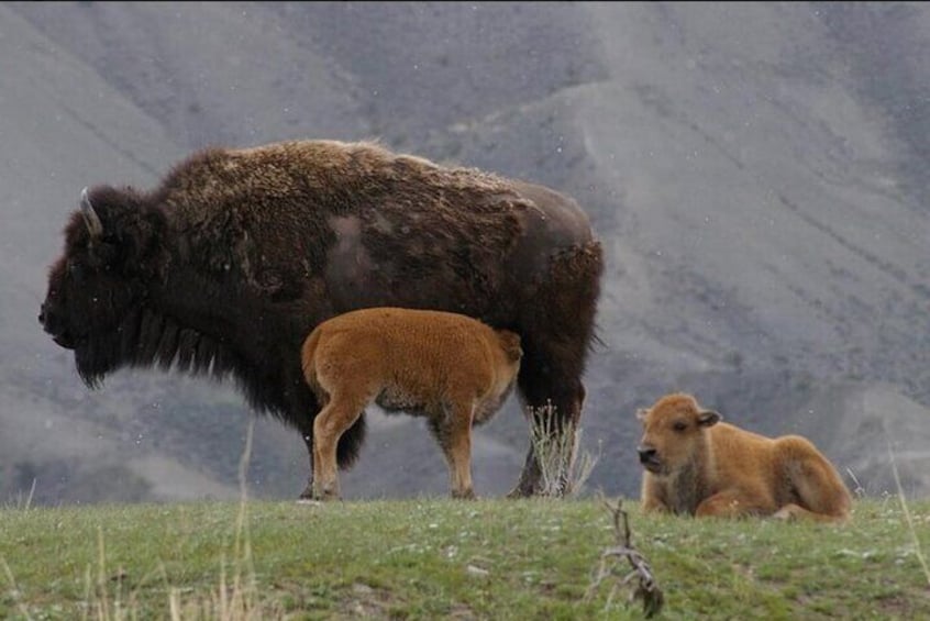 Bison