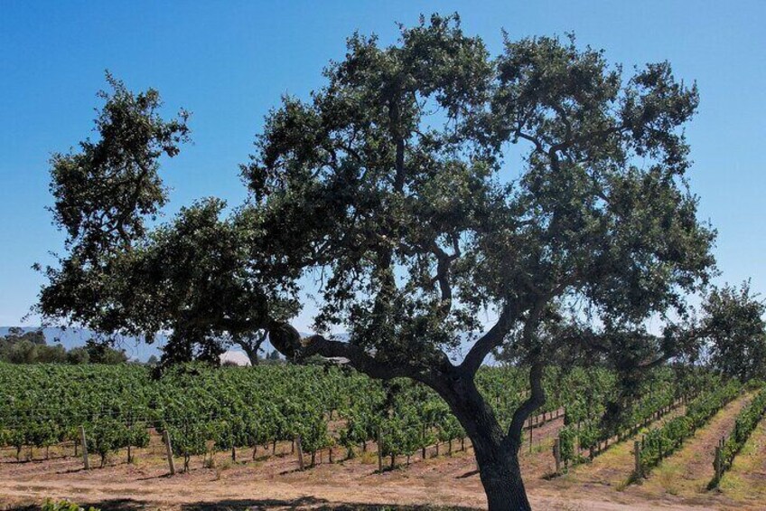 A scenic view of a Santa Ynez vineyard, featuring rows of lush grapevines and a majestic oak tree under a bright blue sky.