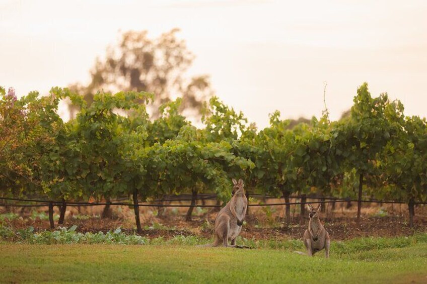 Hunter Valley Private Daily Tours - Premium Wine Tasting