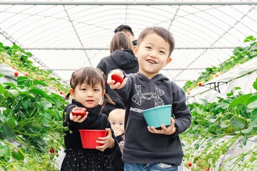 Fukuoka Strawberry Picking, Shopping and TeamLab Day Bus Tour