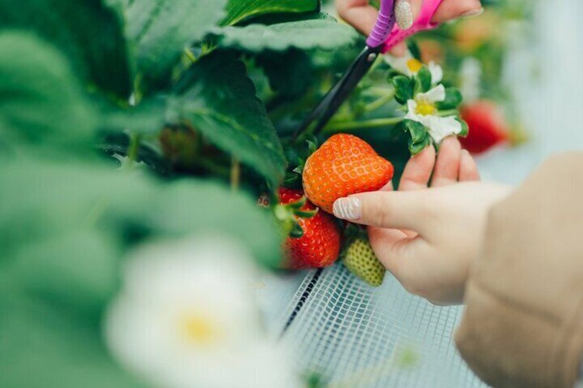 Fukuoka Seasonal Fruit Picking Shopping and TeamLab Day Bus Tour