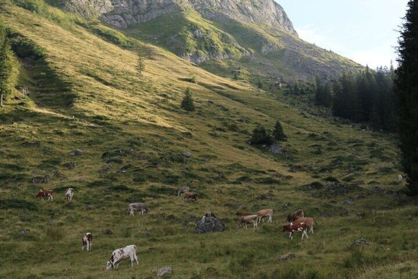 Individual hike in Swiss Alps with local mountaineers