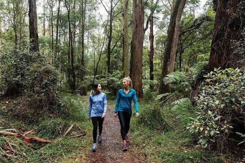 Puffing Billy & Rainforest Tour from Melbourne