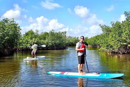 Mangrove SUP Safari