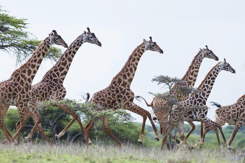 5 Days Amboseli and Masai Mara Luxury Kenya Flying Safari