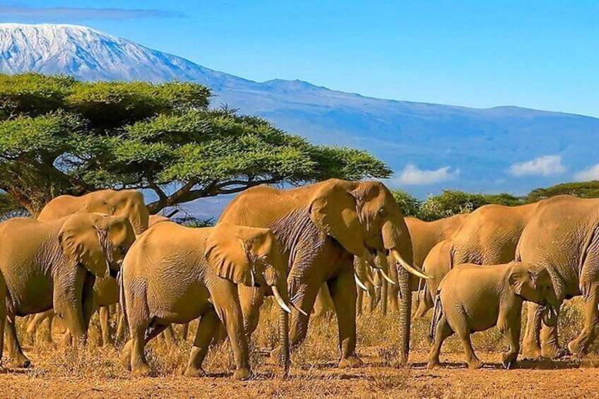 5 Days Amboseli and Masai Mara Luxury Kenya Flying Safari