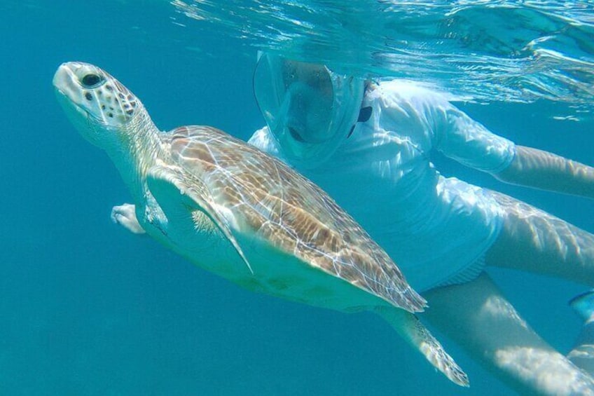 Swim with turtles