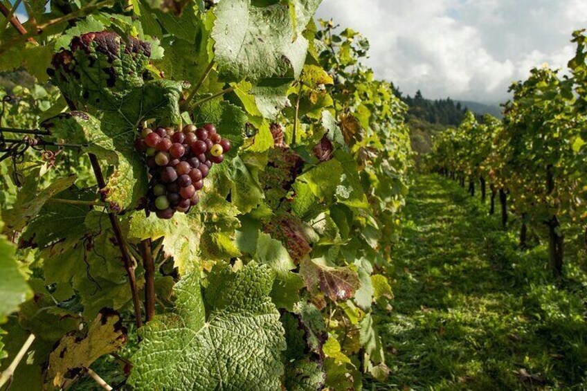 Wine Tasting and Arykanda Ancient City Private Tour