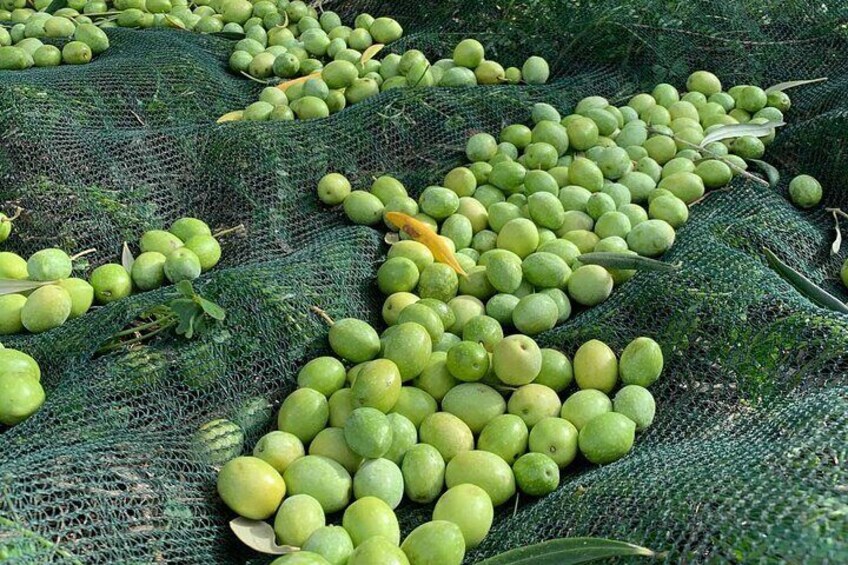 Oristano Farm Visit with Oil Tasting