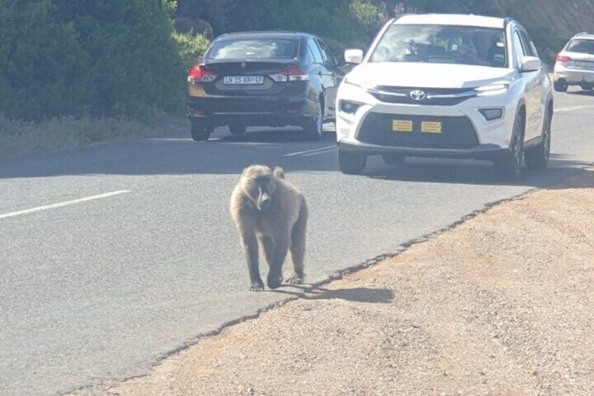 Chacma Baboon