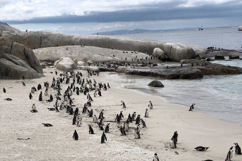 Penguin Colony at Boulders Beach