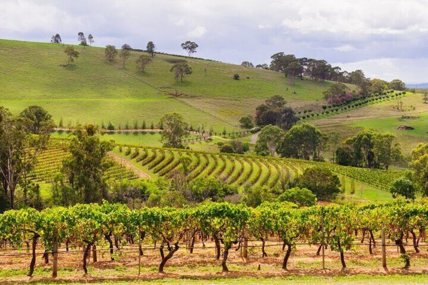 Hunter Valley - Private Tours - Premium Wine Tasting