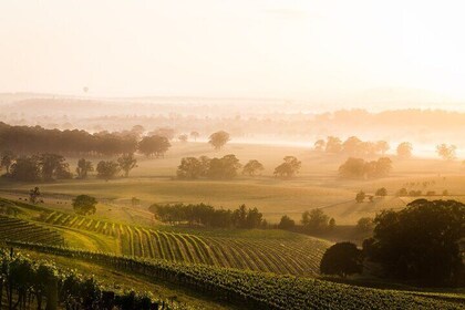 Hunter Valley - Private Tours - Premium Wine Tasting