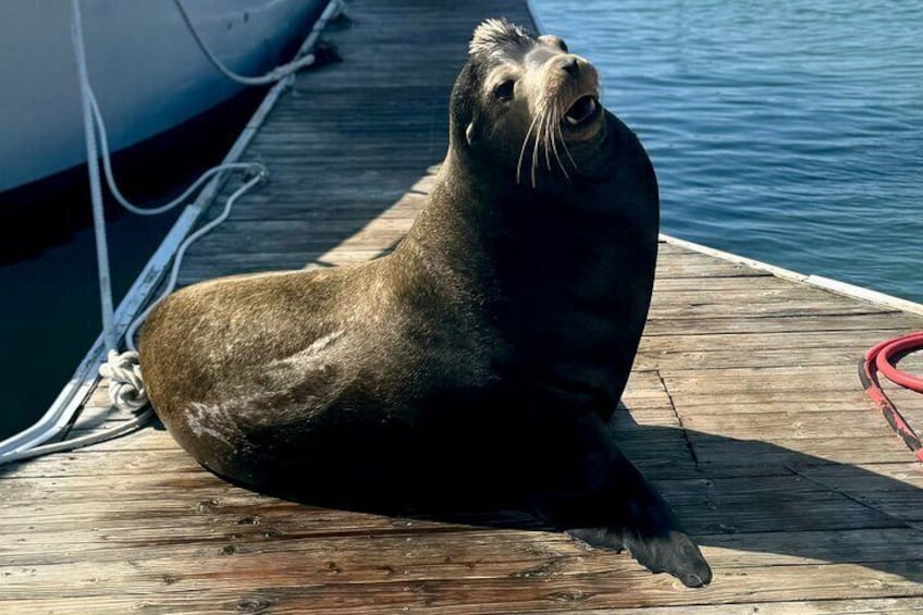 See the famous sea lions!