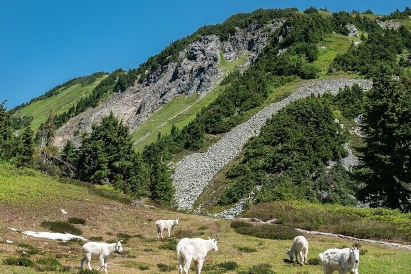 Self-Guided Audio Driving Tour of North Cascades