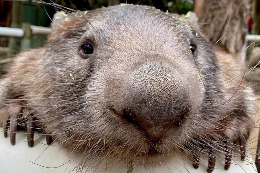 Blue Mountains, Wombat