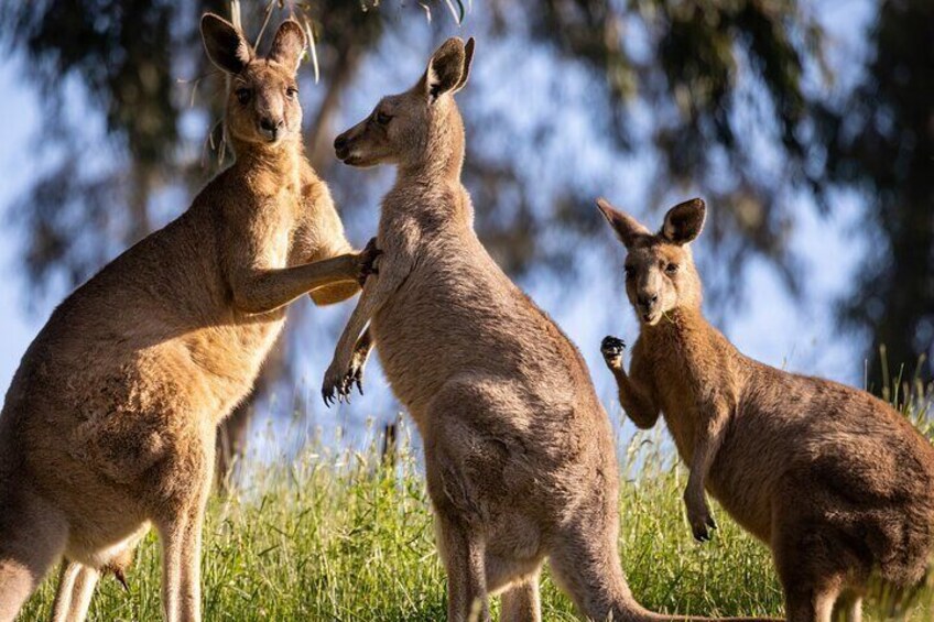 Blue Mountains, Kangaroo