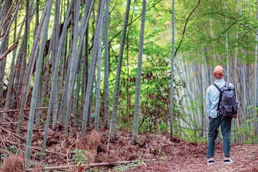 Bamboo Forest