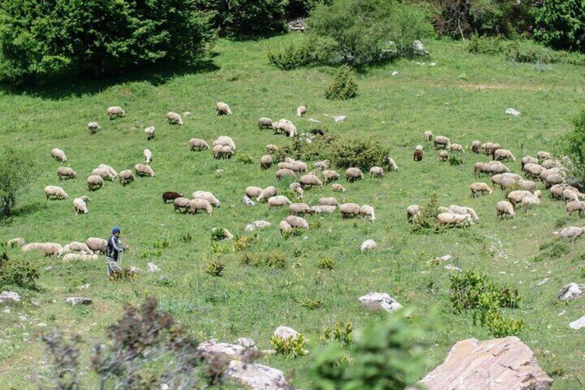 Day Trip National Park Mavrovo From Ohrid