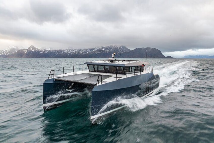 Deep Fjordcruise With Luxury Catamaran-Small group & local guide