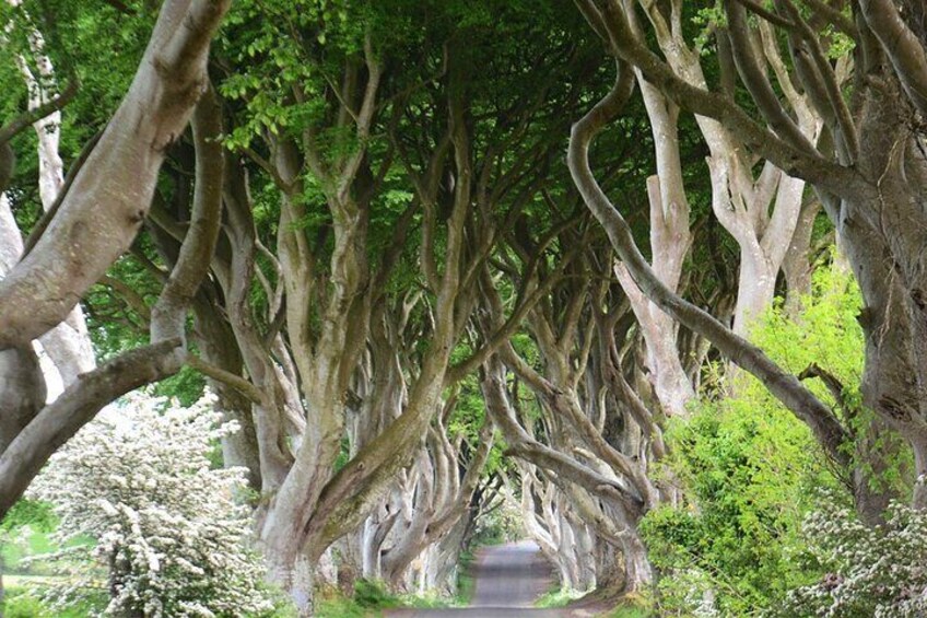 Drive through infamous (& haunted) Dark Hedges