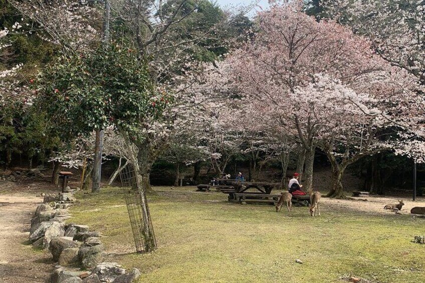 Miyajima Island Day Tour in Sacred Sites and Mount Misen