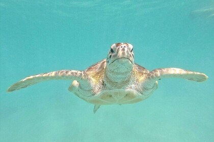 Explore Barbados from the Sea with our Turtle and Shipwreck Tour