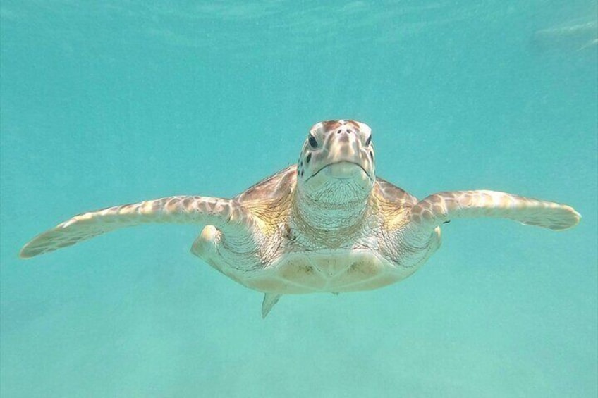 Why is this turtle so photogenetic? 