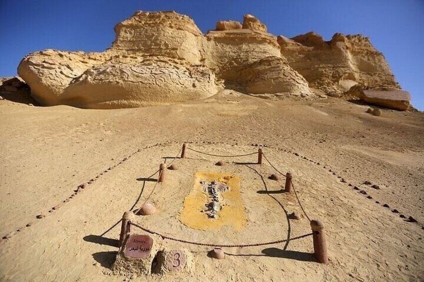 Private Tour To Faiyum Oasis From Cairo or Giza