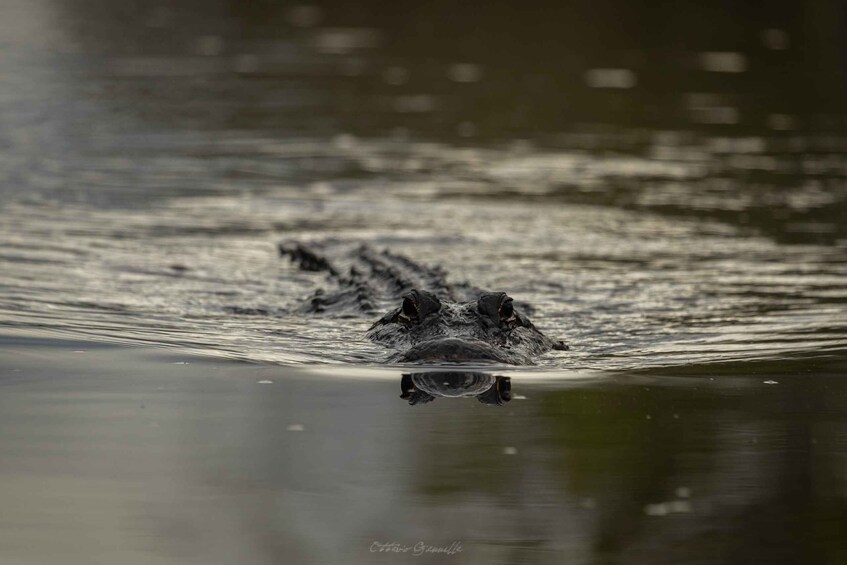 Picture 4 for Activity Everglades: Miami Twilight River of Grass Small Airboat Tour