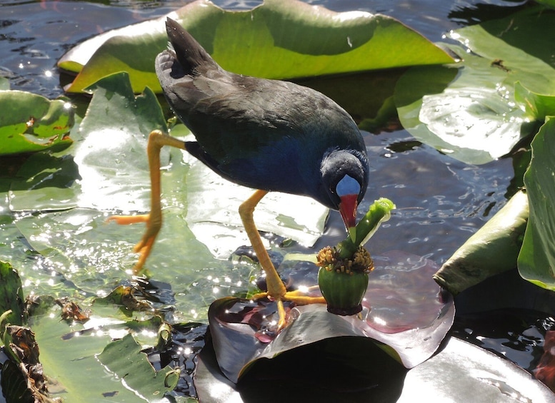 Picture 9 for Activity Everglades: Miami Twilight River of Grass Small Airboat Tour