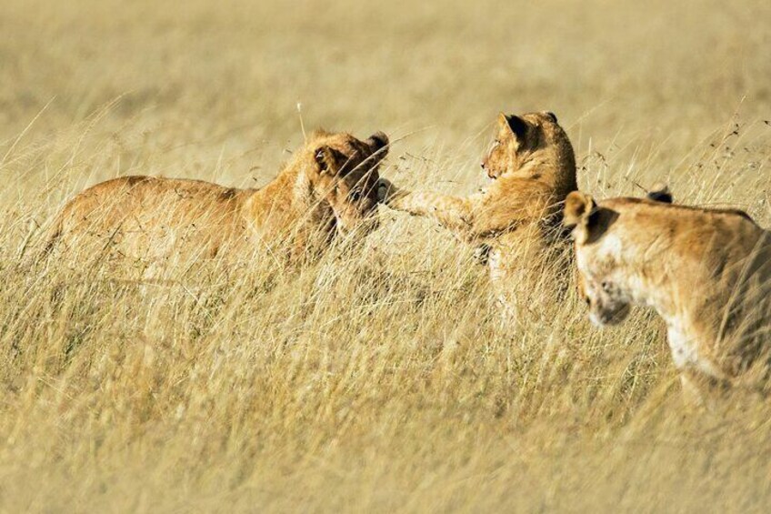 3 Days Masai Mara Escape Discover Africa’s Untamed Beauty