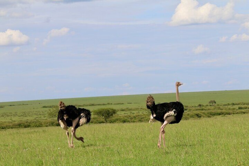 3 Days Masai Mara Escape Discover Africa’s Untamed Beauty