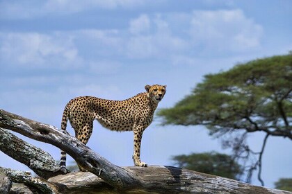 3 Days Maasai Mara Escape Discover Africa’s Untamed Beauty