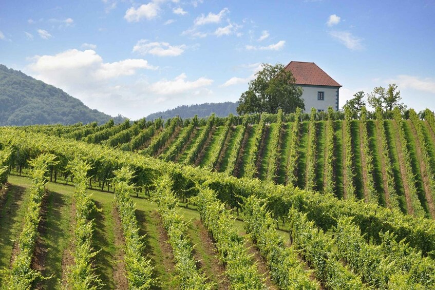 Picture 7 for Activity Maribor & Styria Tour with Wine Tasting
