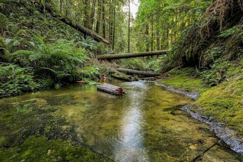 Silicon Valley Big Sur Monterey California Coast One Day Charter