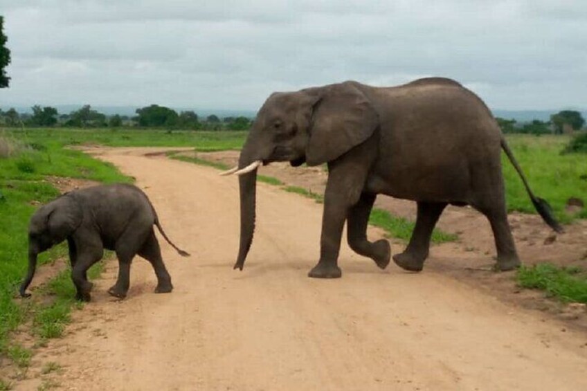 1 Day Safari to Mikumi NP from Dar es Salaam by Electric Train