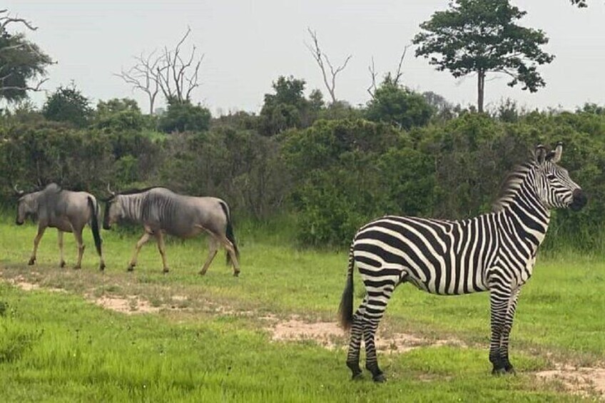 1 Day Safari to Mikumi NP from Dar es Salaam by Electric Train