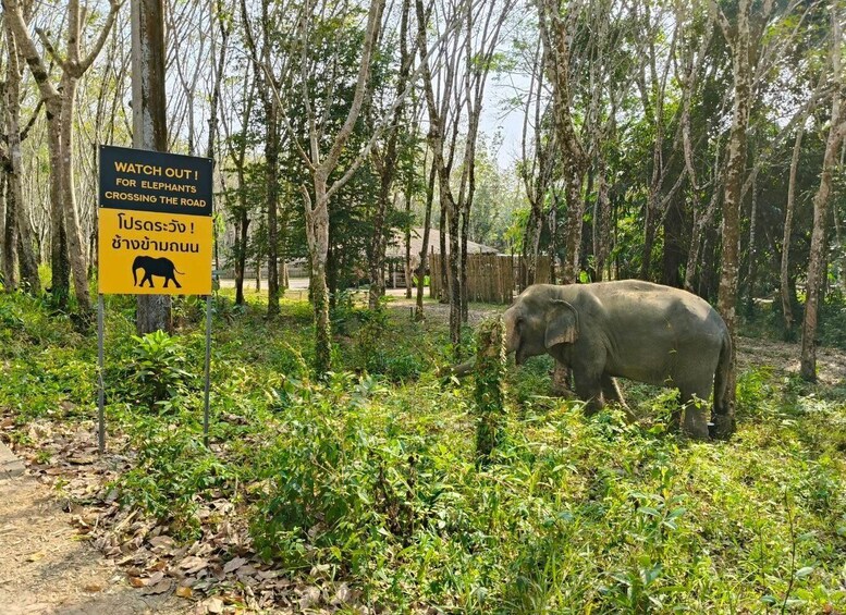 Picture 5 for Activity Khaolak Ethical Elephant Sanctuary Snack Making & Feeding
