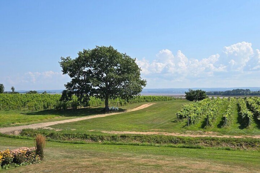 Enjoy beautiful views while sampling the best wines at Blomidon Estate Winery.