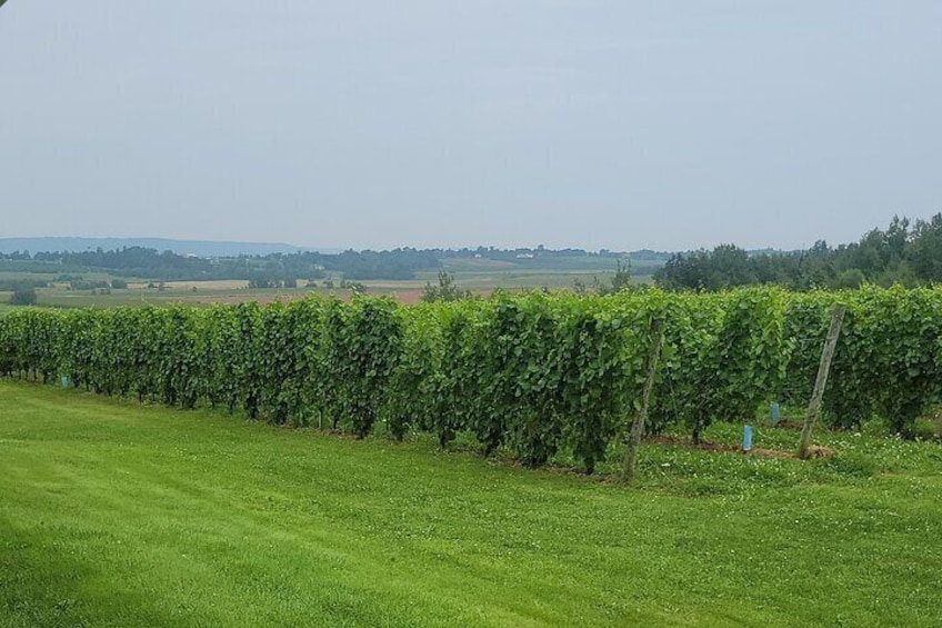 Explore beautiful vistas at Beausoleil Farmstead, the smallest winery in the province.