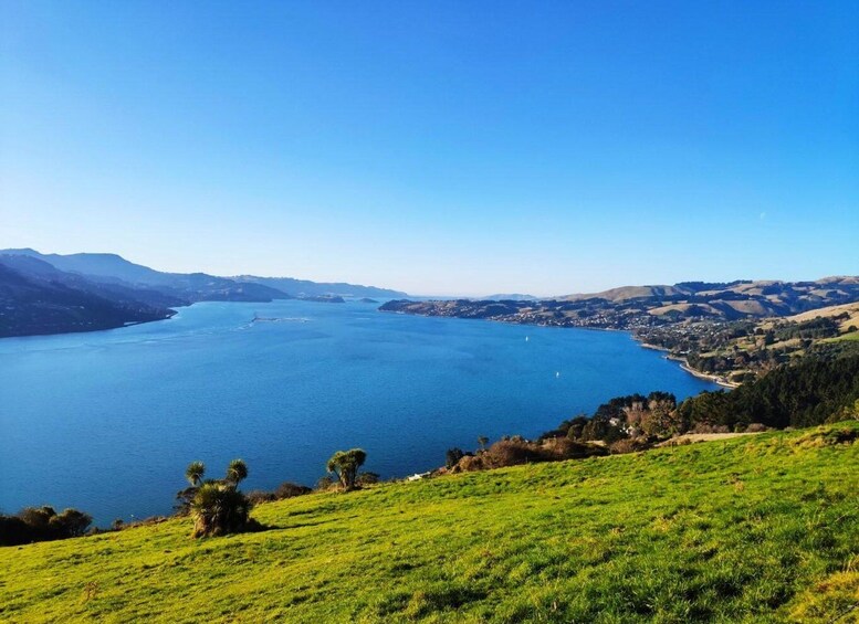 Picture 3 for Activity Mainland & Otago Peninsula Tour